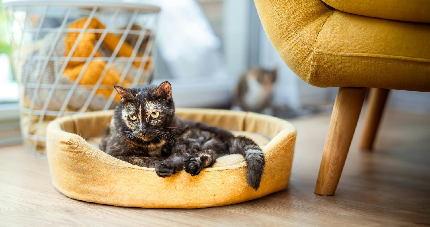 Cat Beds & Furniture | Cozy & Stylish Spaces – Mario’s Choice