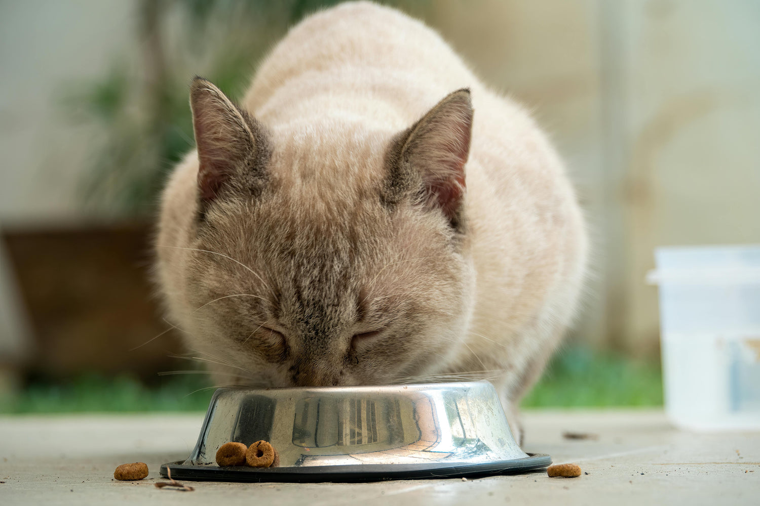 Cat Feeding & Bowls | Quality Mealtime Essentials – Mario’s Choice