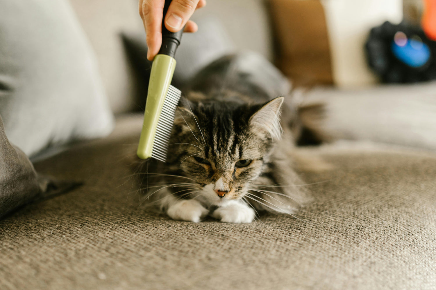 Cat Grooming & Care | Brushes, Clippers & More – Mario’s Choice