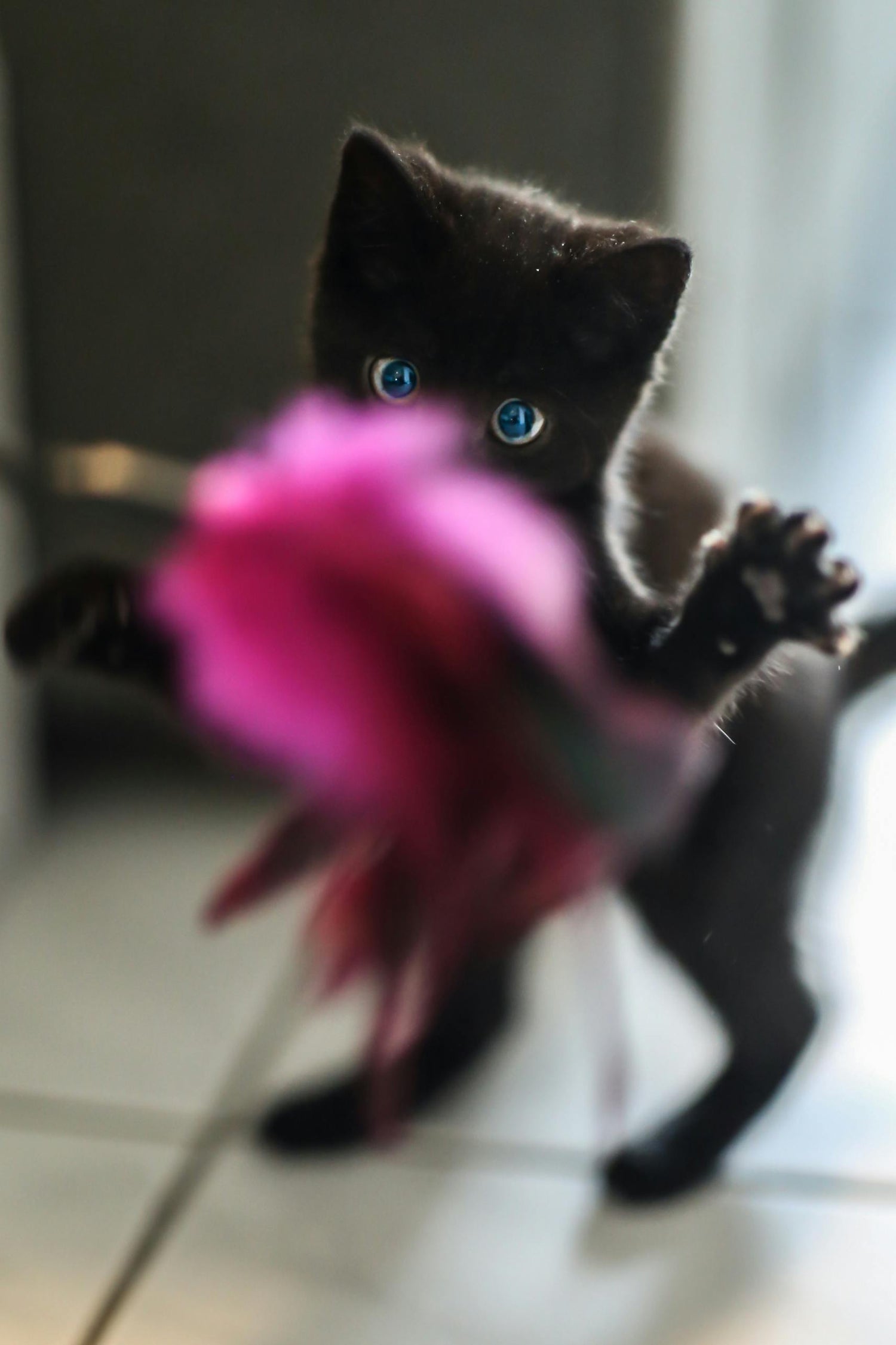 Cat Toys | Interactive Play & Fun for Cats – Mario’s Choice
