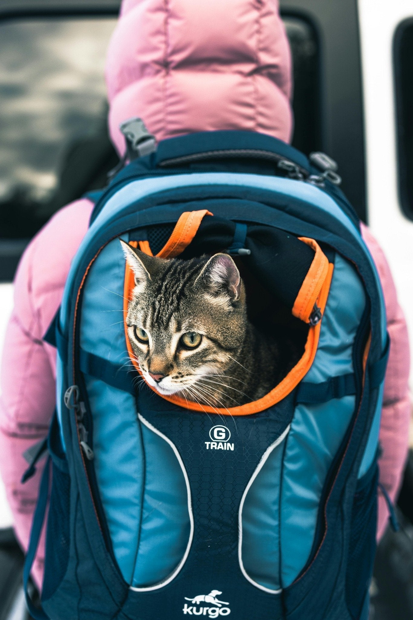 Cat Travel & Accessories | Carriers, Collars & More – Mario’s Choice