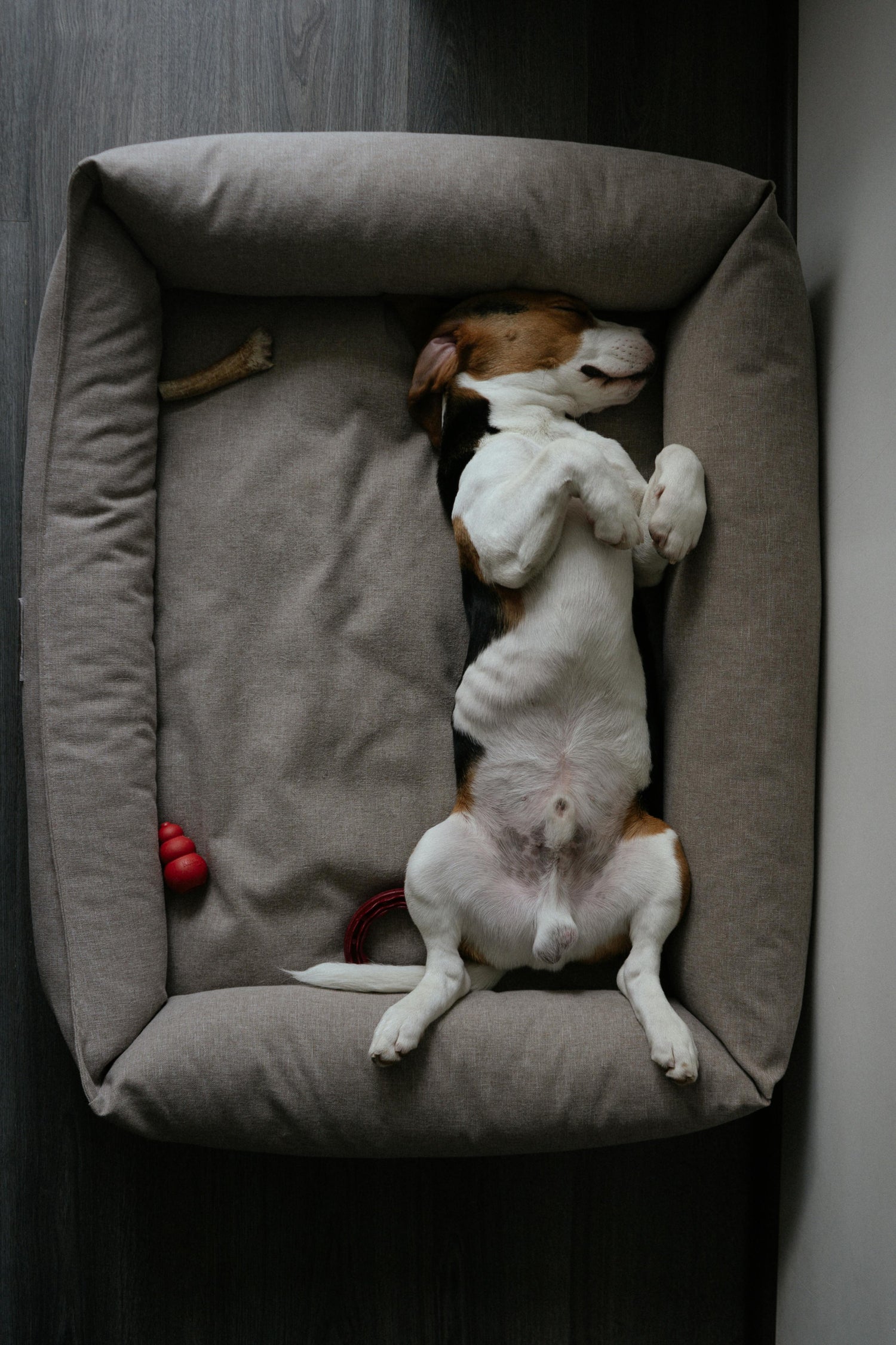 Dog Beds & Comfort | Cozy Sleeping Solutions – Mario’s Choice