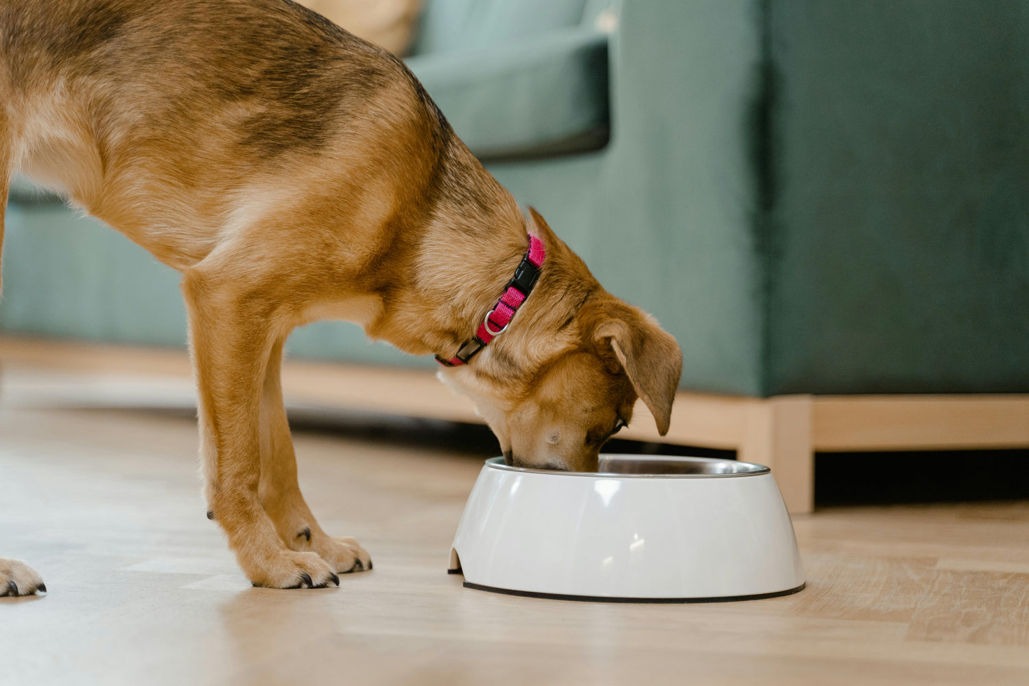 Dog Feeding & Bowls | Mealtime Essentials – Mario’s Choice