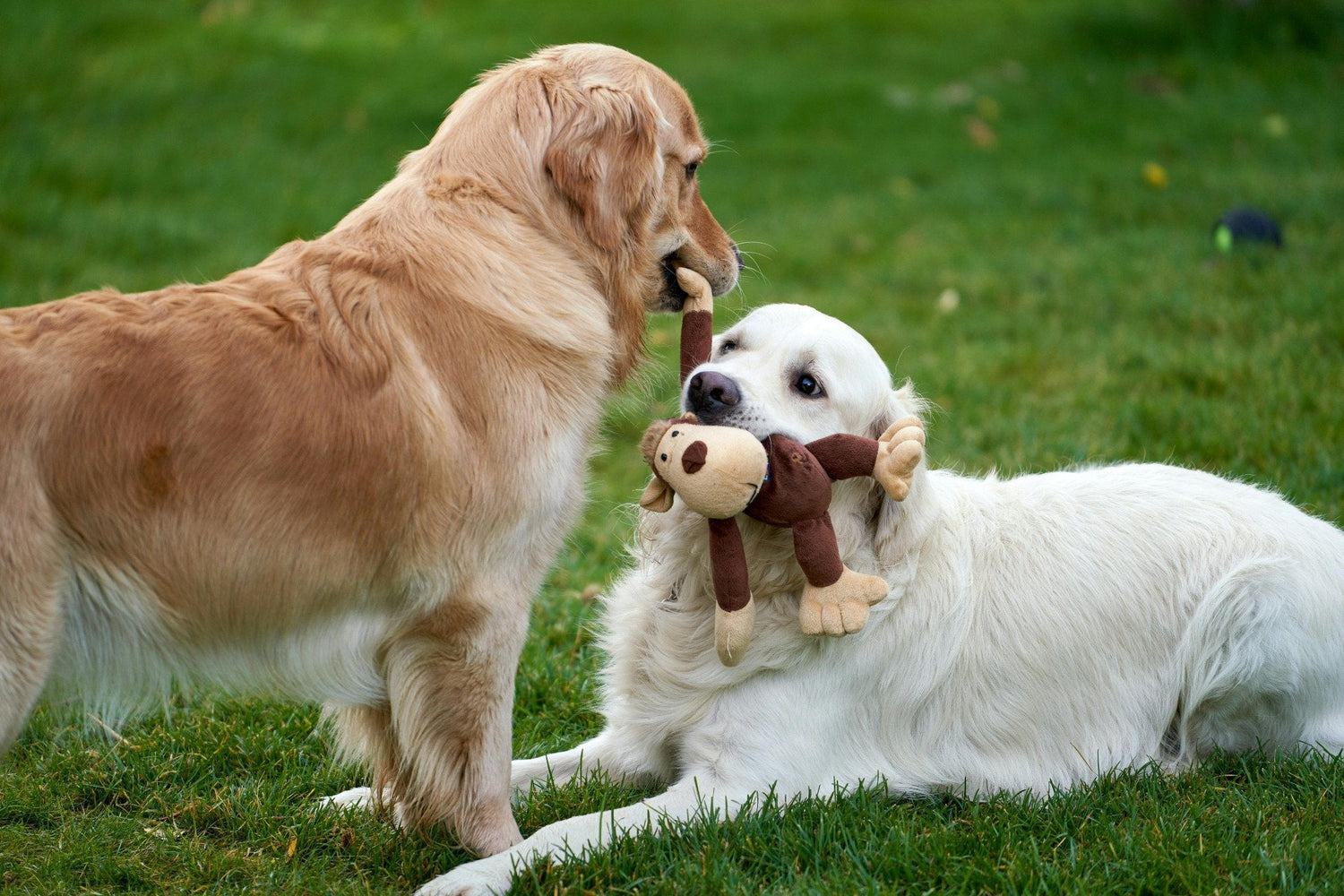 Dog Toys | Chew, Fetch & Squeaky Fun – Mario’s Choice