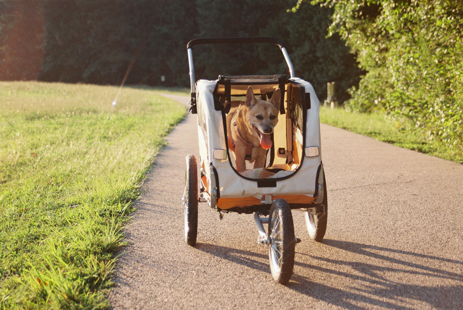 Dog Travel & Accessories | Collars, Leashes & Carriers – Mario’s Choice