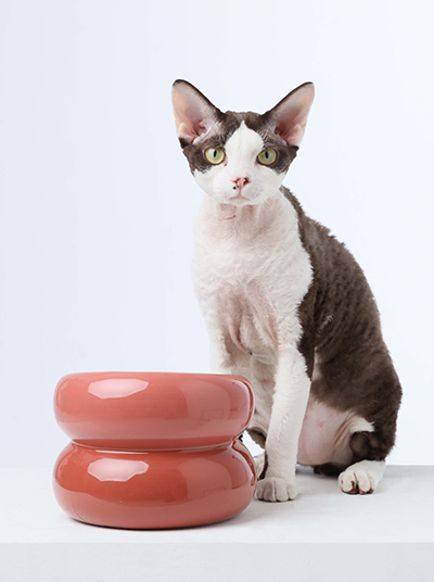 Cat sitting next to a pink cylindrical object on a white background