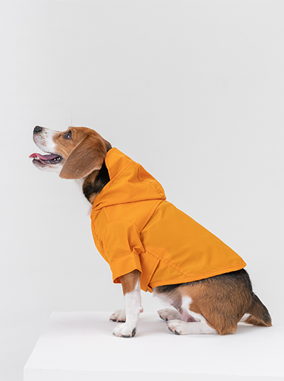 Dog wearing a mustard yellow raincoat on a white background