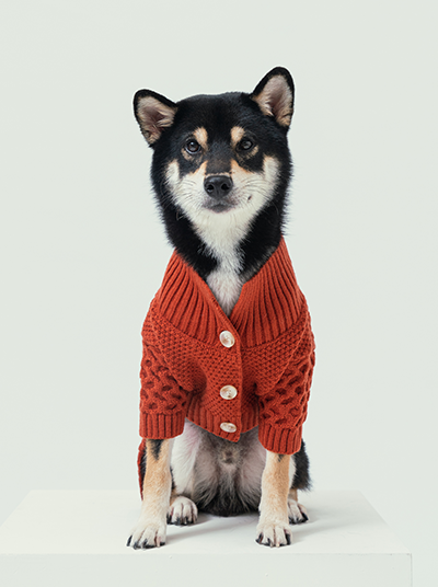 Dog wearing a red sweater on a white background