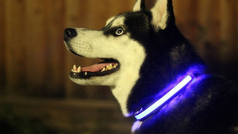LED Light Up Dog Collar – Night Safety Rechargeable Pet Collar (Multiple Colors & Sizes)