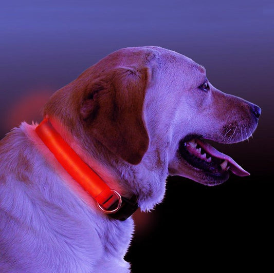 LED Light Up Dog Collar – Night Safety Rechargeable Pet Collar (Multiple Colors & Sizes)