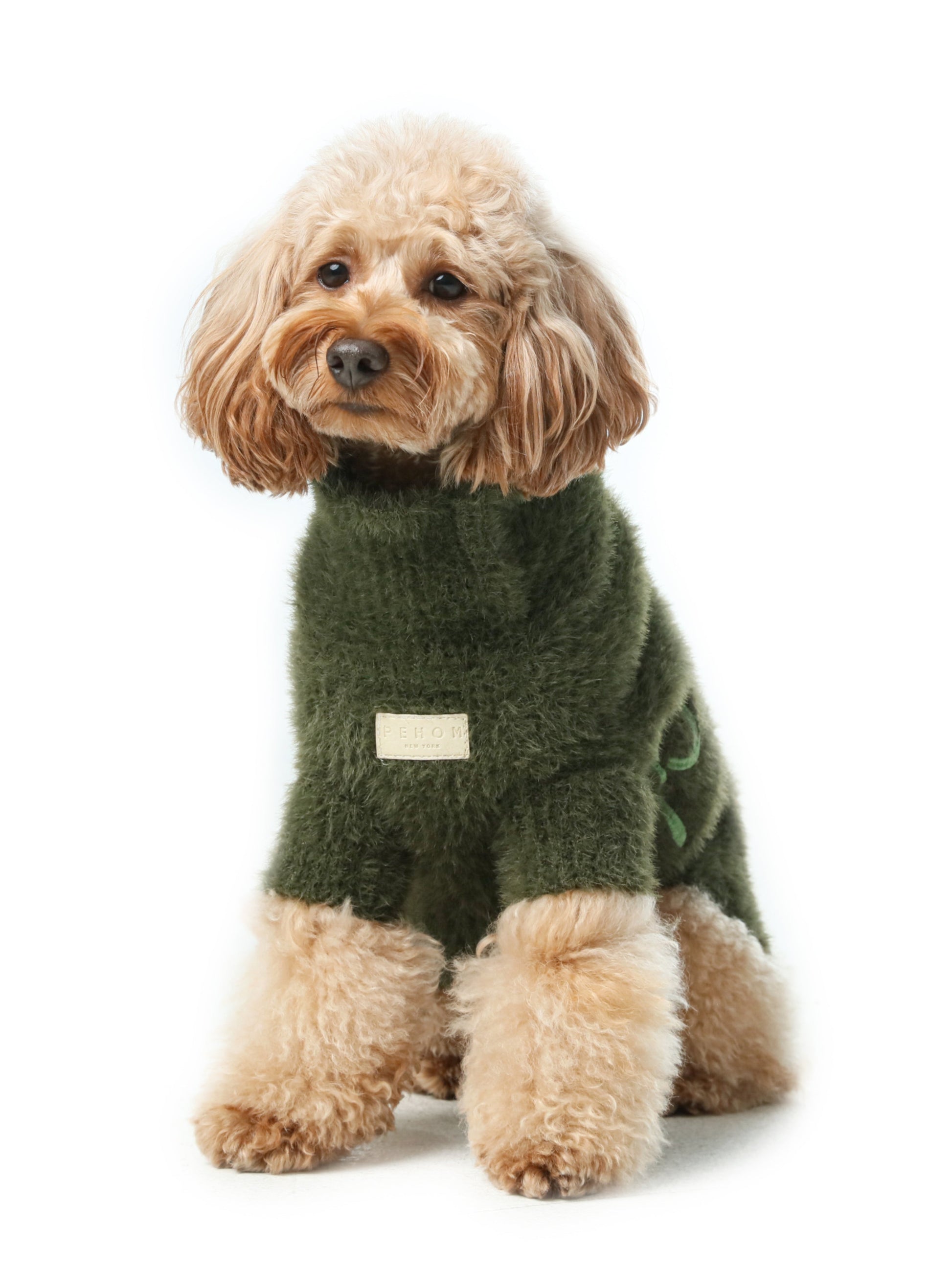 Dog wearing a green sweater on a white background