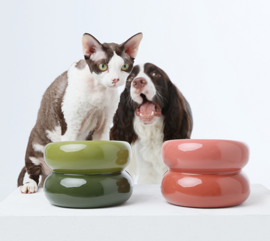 Two dogs with two colorful ceramic bowls on a white background