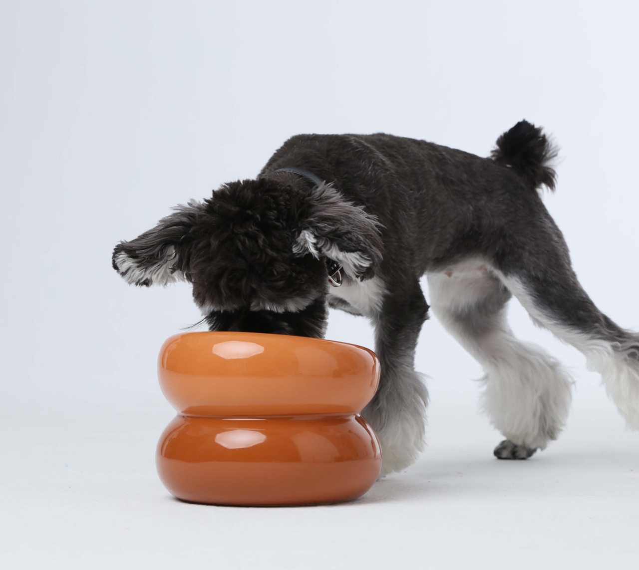 Comfort Pet Bowl – Multiple Colors