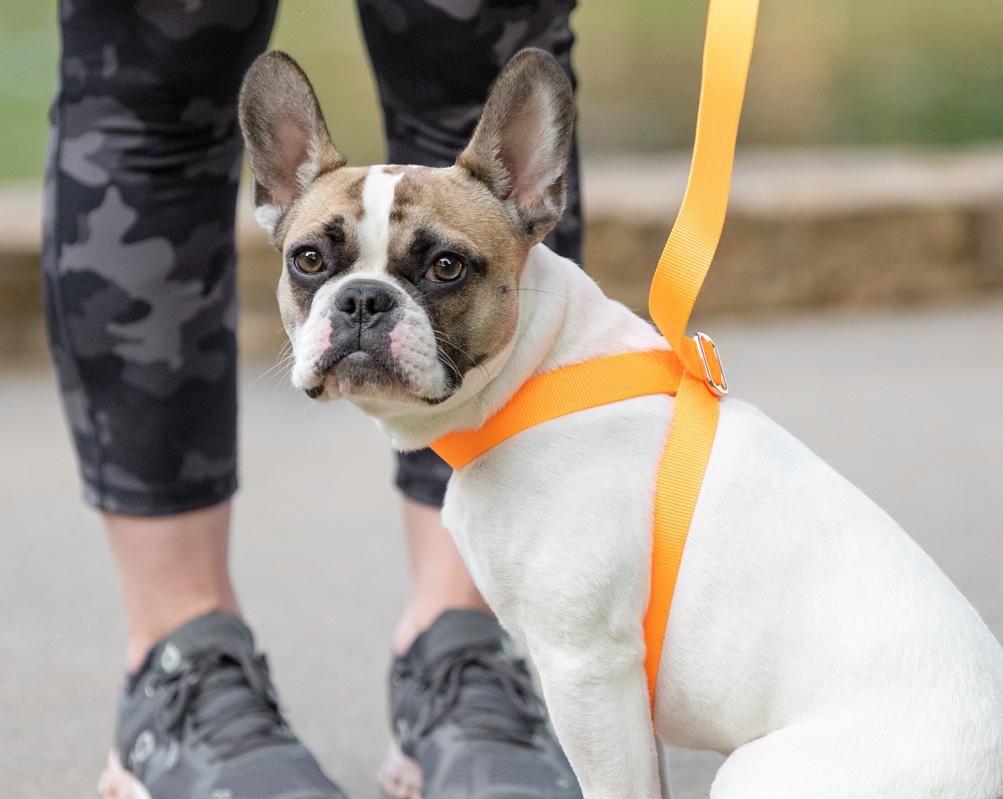 3-in-1 Adjustable Dog Collar, Harness & Leash