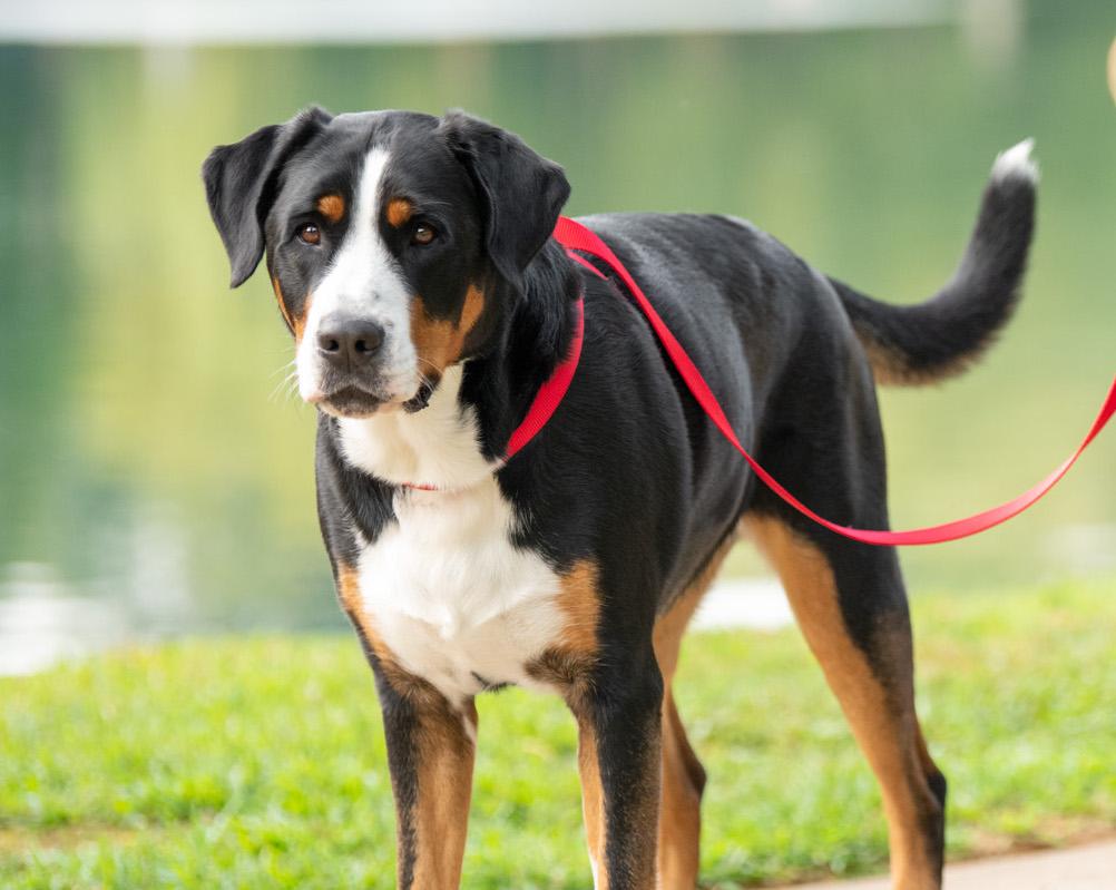 3-in-1 Adjustable Dog Collar, Harness & Leash
