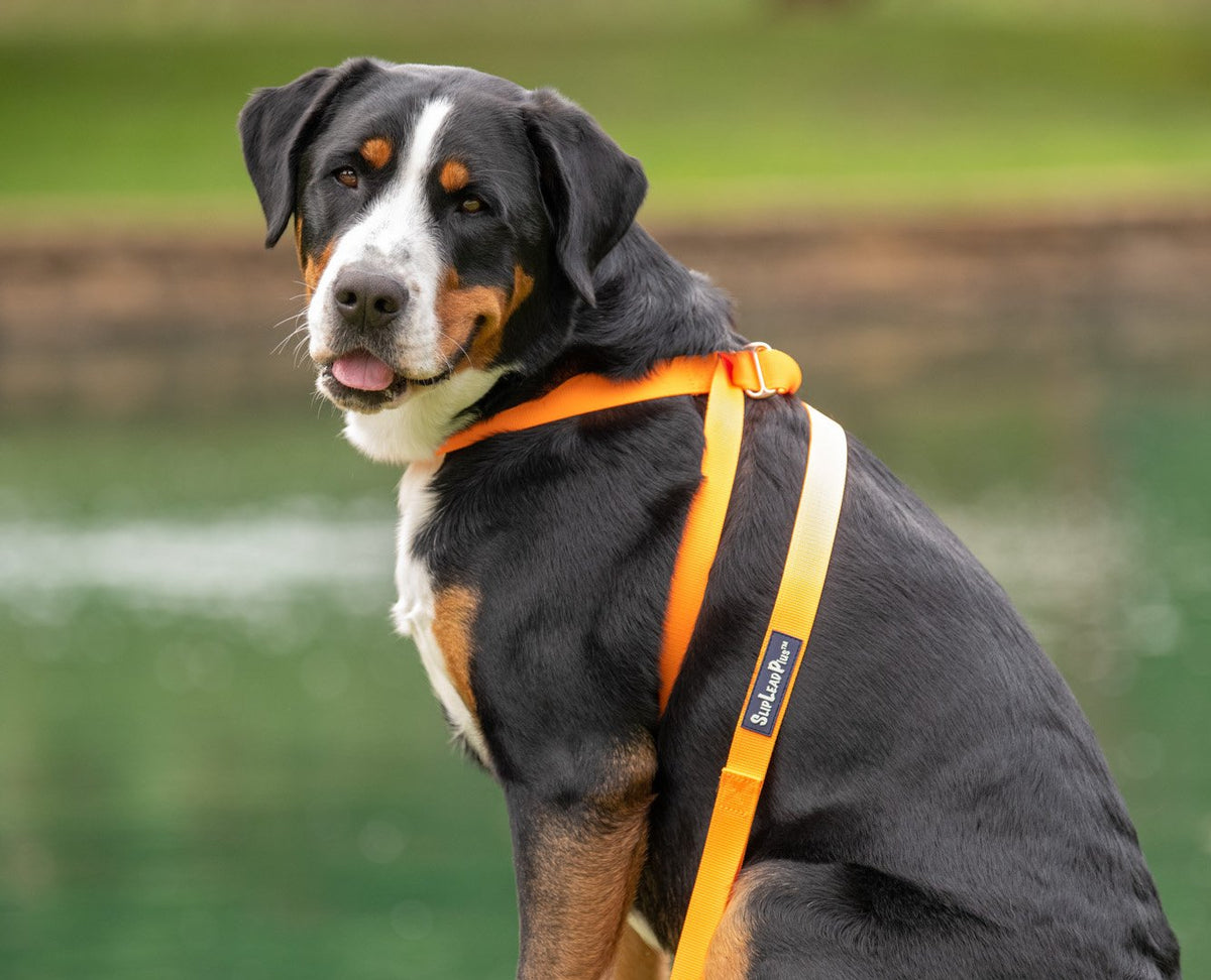 3-in-1 Adjustable Dog Collar, Harness & Leash