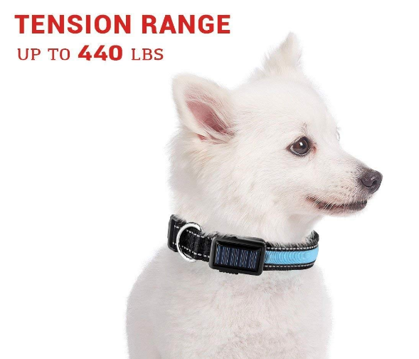 USB & Solar Rechargeable LED Dog Collar – Reflective, Waterproof, Night Safety