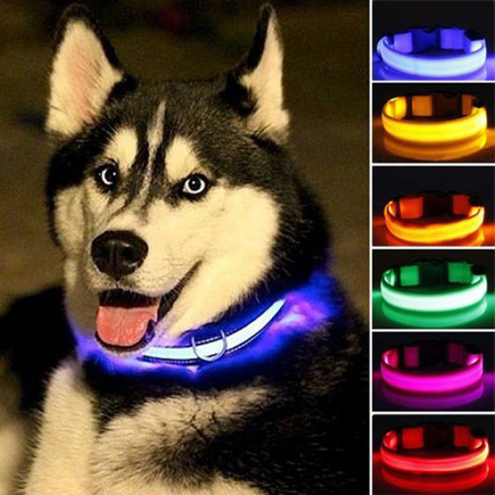 Dog wearing a LED dog collar with color options displayed.