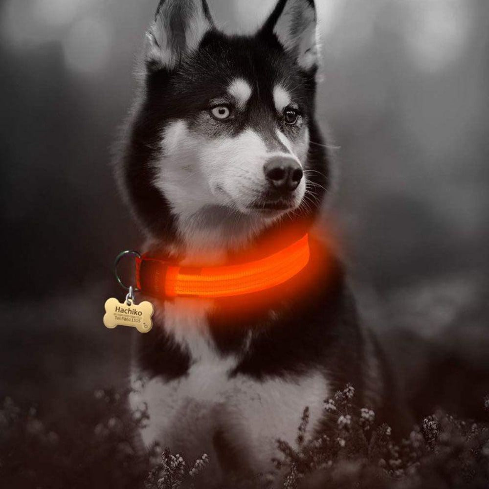 2 PCS Nylon LED Dog Collar – Safety Light-Up Collar for Night Walks (Multiple Sizes & Colors)