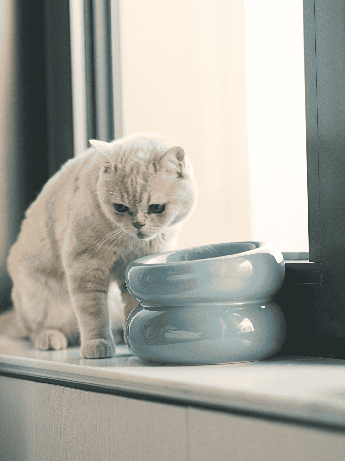 Cat standing next to a modern, light blue ceramic bowl on a windowsill.